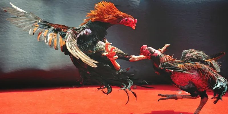 hotlive51 c1 gà chọi