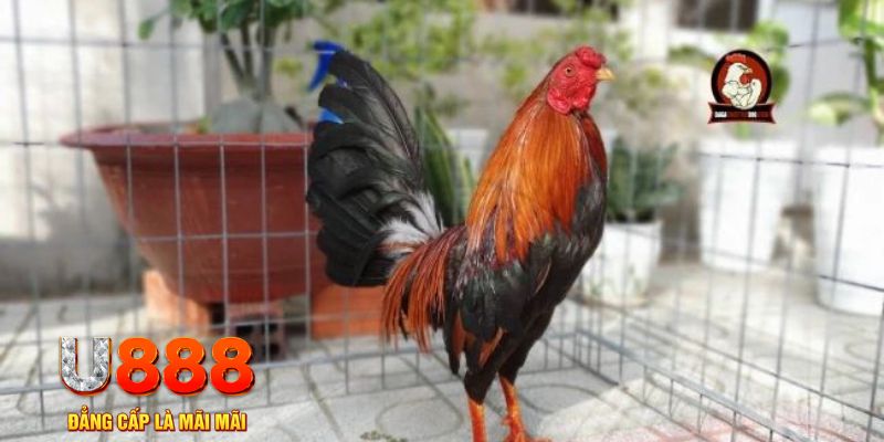 hotlive51 game máy bay nổ hũ