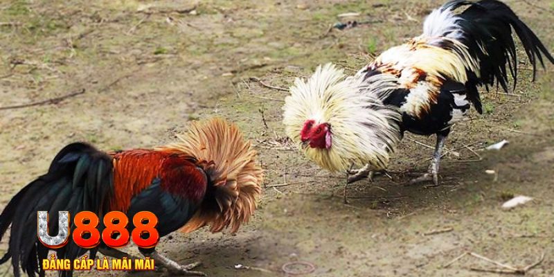 hotlive51 game nổ hũ là gì